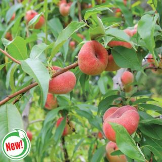 Saturn Peach Thumbnail